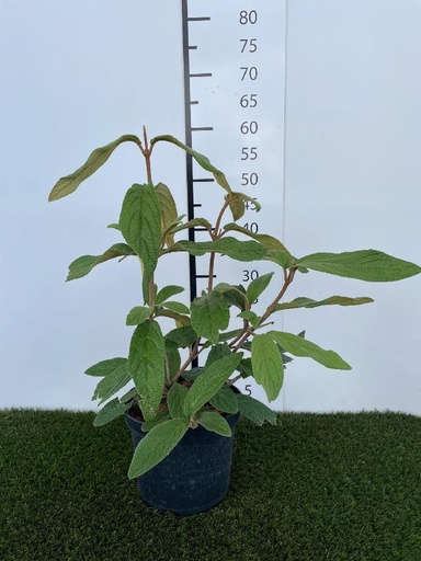 [P0000753] Viburnum rhytidophyllum C3 40-50