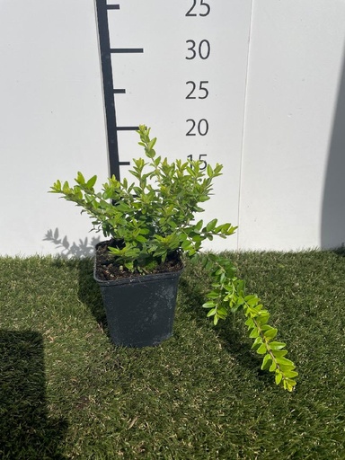 [P0000760] Lonicera maigrun P9 GM