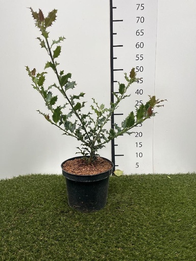 [P0000775] Ilex aquifolium C3 30-40