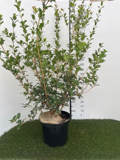 [P0000780] Osmanthus  Heterophyllus C7.5 80-100