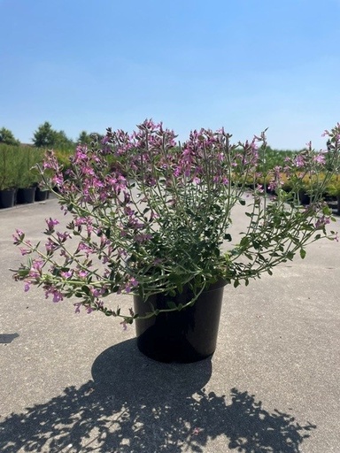 [P0000791] Teucrium lucidrys C3 25-30