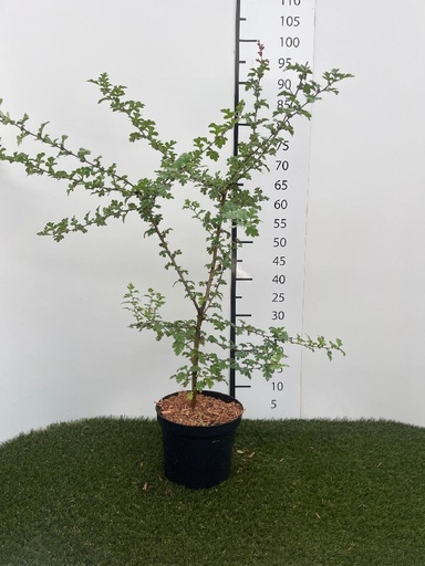 [P0000633] Crataegus monogyna C3 60-80