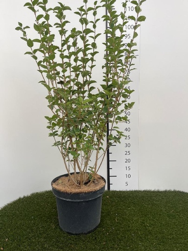 [P0000809] Syringa Josée C7,5 60-80