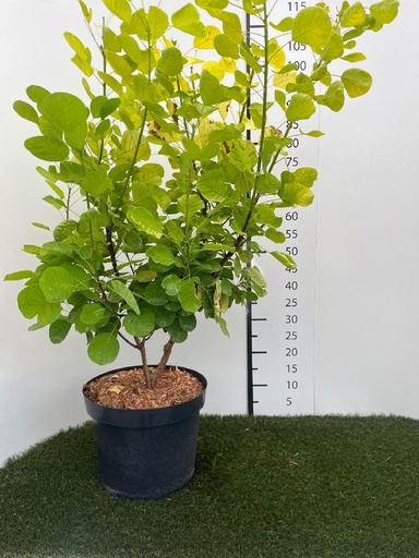 [P0000815] Cotinus coggygria Golden Lady C10 60-80