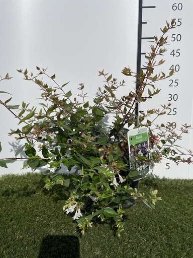 [P0000007] Abelia Grandiflora C3 30-40