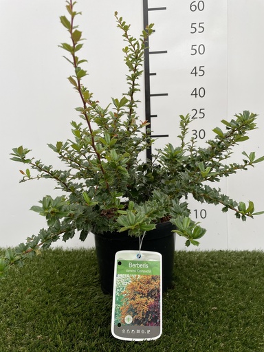 [P0000357] Berberis  Darwinii Compacta C3 20-25