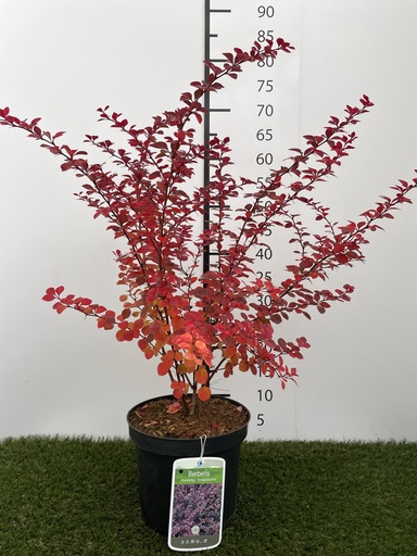 [P0000018] Berberis  thunbergii Atropurpurea C3 40-60