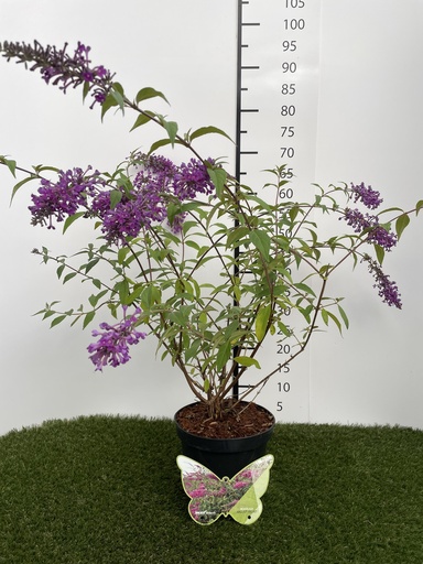 [P0000021] Buddleja  Argus Velvet C3 40-60