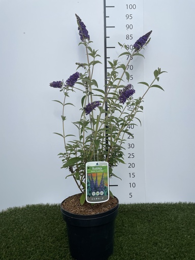 [P0000026] Buddleja  davidii Empire Blue C3 40-60