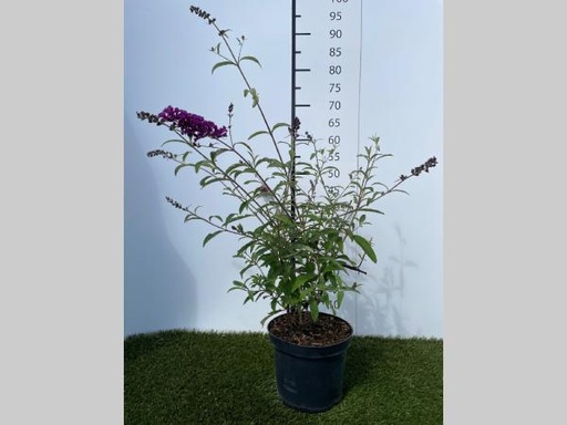 [P0000032] Buddleja  davidii Royal Red C3 40-60