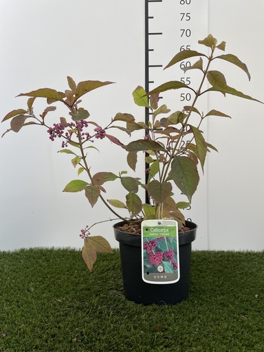 [P0000037] Callicarpa  bodinieri Profusion C3 40-60