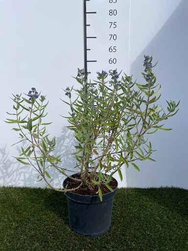 [P0000039] Caryopteris  clandonensis Kew Blue C3 40-60