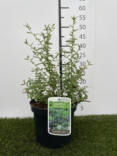 [P0000040] Ceanothus  Blue Diamond C3 30-40