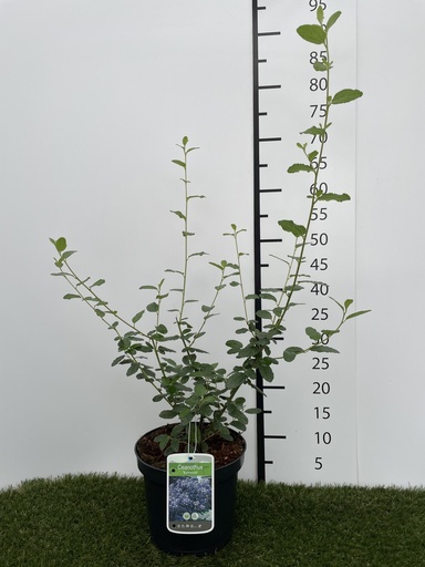 [P0000042] Ceanothus  Burkwoodii C3 40-50