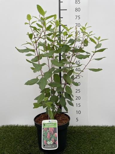 [P0000046] Ceanothus pallidus Marie Simon C3 40-50