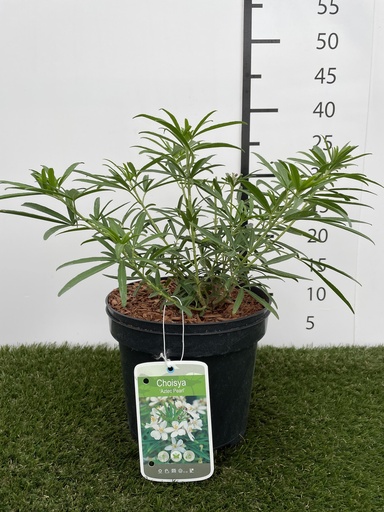 [P0000050] Choisya  Aztec Pearl C3 25-30