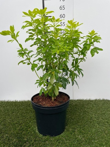 [P0000053] Choisya ternata Sundance C3 30-40