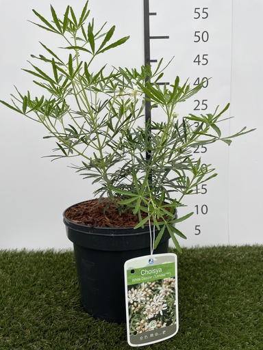 [P0000054] Choisya  ternata White Dazzler C3 25-30