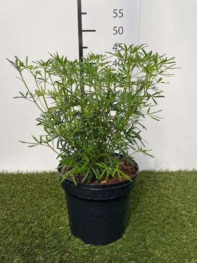 [P0000054] Choisya  ternata White Dazzler C3 30-40
