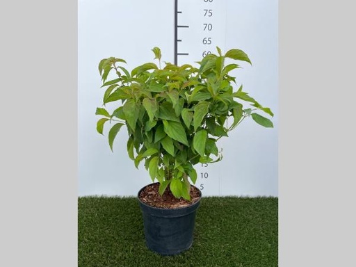 [P0000065] Cornus  sericea Kelseyi C3 30-40