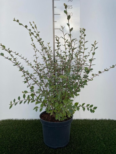 [P0000075] Cotoneaster  franchetii C3 60-80