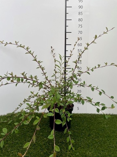 [P0000076] Cotoneaster  Lacteus C3 40-60