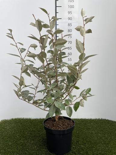 [P0000084] Elaeagnus  Ebbingei C3 40-60