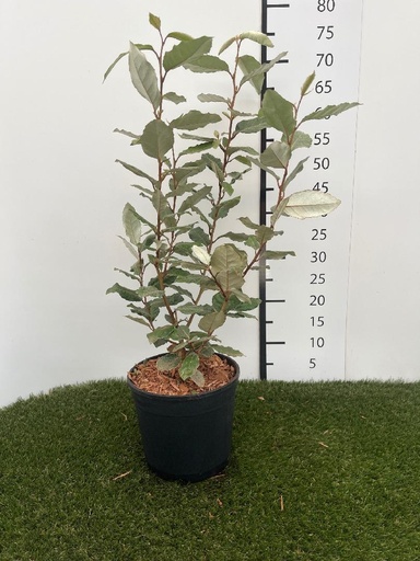 [P0000085] Elaeagnus  Ebbingei Compacta C3 40-60