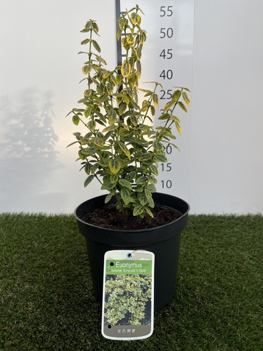[P0000094] Euonymus  fortunei Emerald n Gold C3 20-30