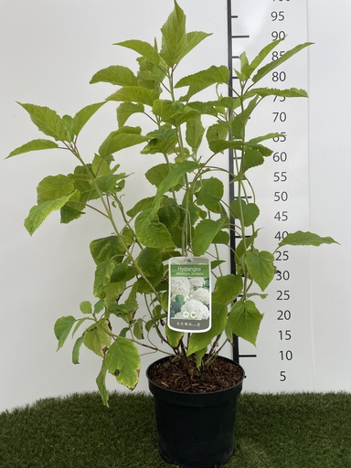 [P0000104] Hydrangea arborescens Annabelle C3 40-50