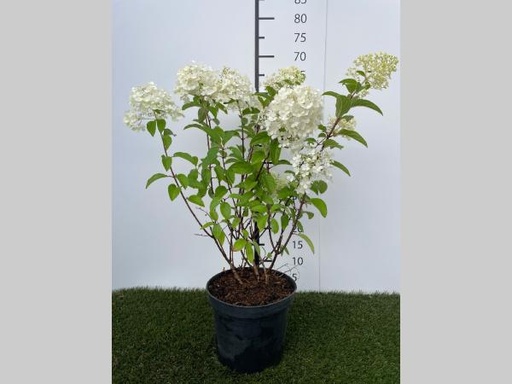 [P0000106] Hydrangea  paniculata Bobo C3 40-50