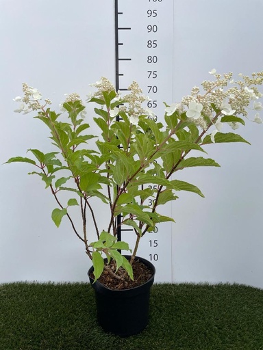 [P0000108] Hydrangea  paniculata Kyushu C3 40-50