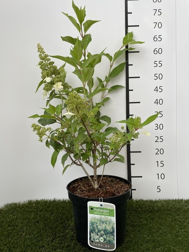 [P0000108] Hydrangea  paniculata Kyushu C3 40-50