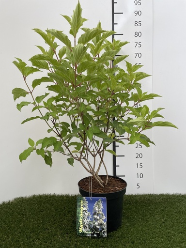 [P0000109] Hydrangea  paniculata Levana C3 40-50