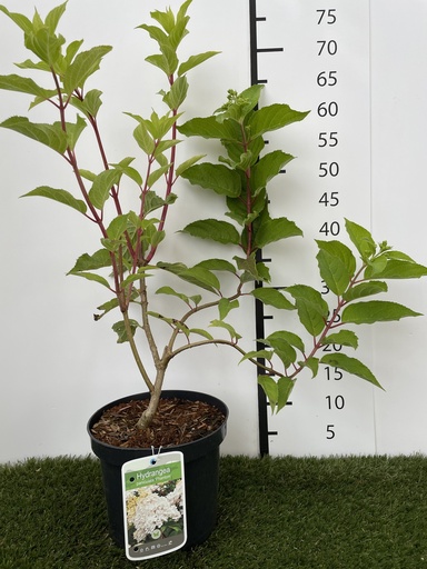 [P0000113] Hydrangea  paniculata Phantom C3 40-50