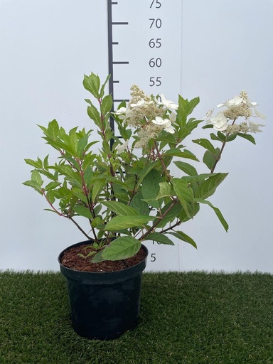 [P0000114] Hydrangea  paniculata Pink Diamond C3 40-50