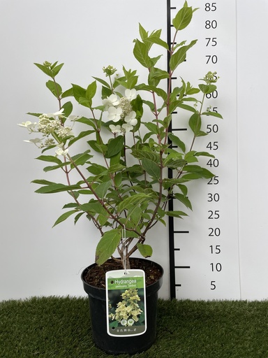 [P0000116] Hydrangea paniculata Tardiva C3 40-50