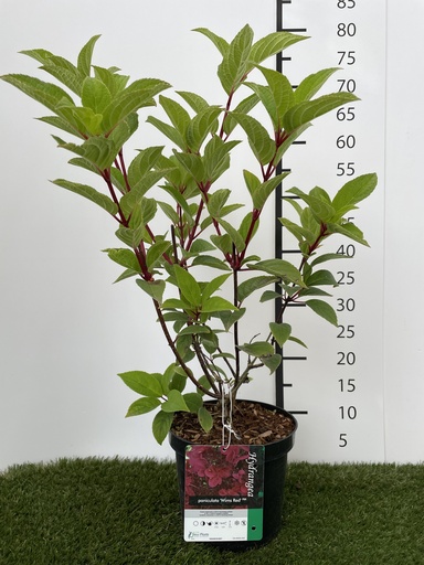 [P0000118] Hydrangea  paniculata Wims Red C3 40-50