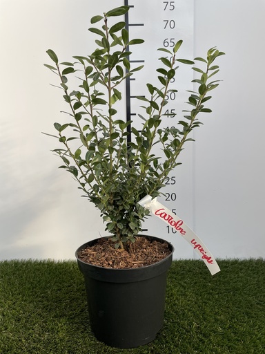 [P0000125] Ilex  crenata Caroline Upright C3 40-60
