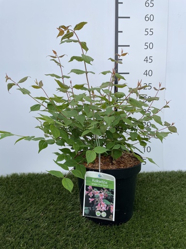 [P0000133] Kolkwitzia  amabilis Pink Cloud C3 40-50