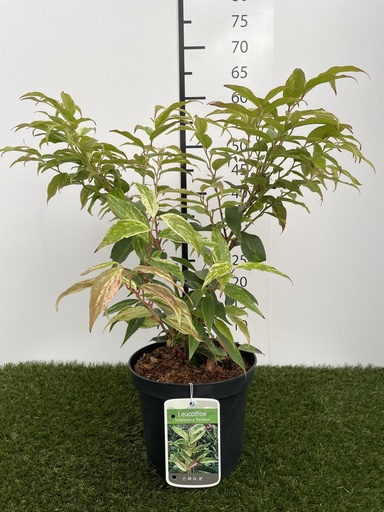 [P0000134] Leucothoe  Fontanesiana Rainbow C3 30-40