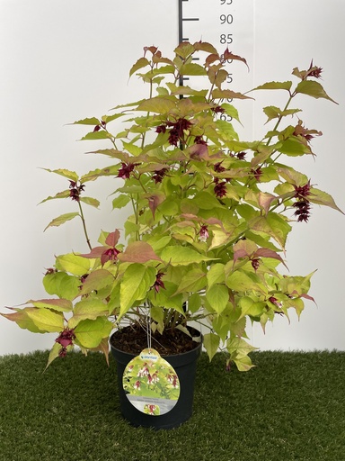 [P0000136] Leycesteria  formosa Golden Lanterns C3 40-50