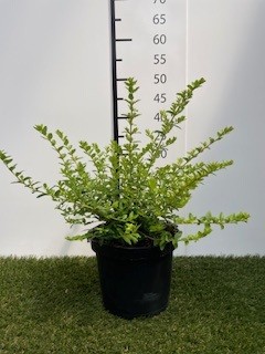 [P0000157] Lonicera  nitida Maigrün C3 40-50