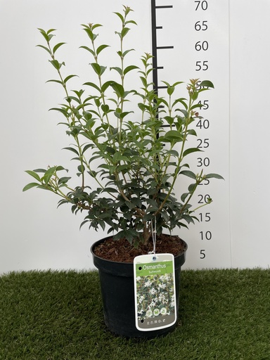 [P0000160] Osmanthus  Burkwoodii C3 40-60