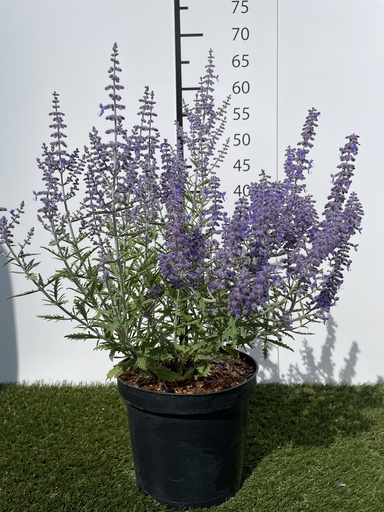 [P0000163] Perovskia  atriplicifolia Lacey Blue C3 30-40