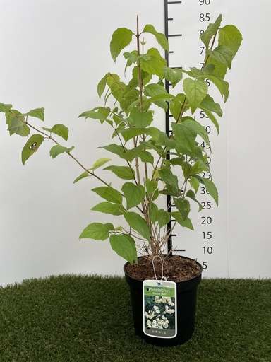 [P0000001] Philadelphus  Bouquet Blanc C3 50-60