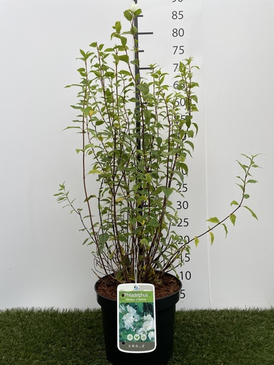 [P0000172] Philadelphus  Manteau dHermine C3 40-50