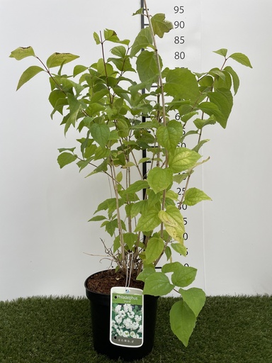 [P0000175] Philadelphus  Virginal C3 50-60