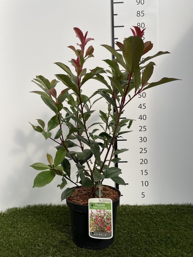 [P0000178] Photinia  fraseri Carré Rouge C3 40-60