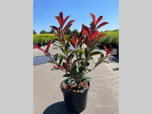 [P0000178] Photinia  fraseri Carré Rouge C3 40-60